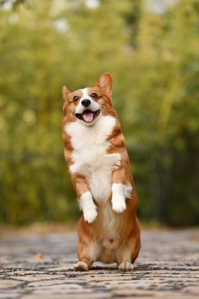 A very happy looking brown and white dog stands on it's hind legs outside.