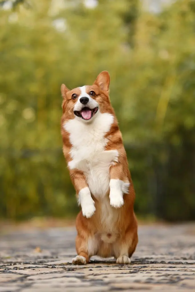 A very happy looking brown and white dog stands on it's hind legs outside.