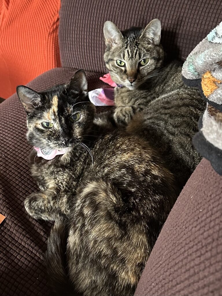 Our two cats, Button and Nickel relax together on our love-seat looking stoically at the viewer.