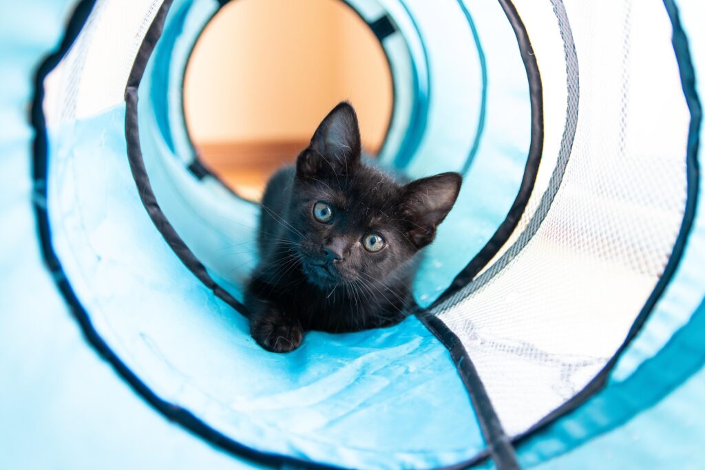 A cute black kitten is on it's belly crawling towards you from inside a blue and white tunnel toy