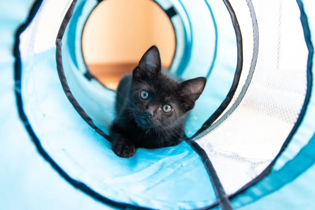 A cute black kitten is on it's belly crawling towards you from inside a blue and white tunnel toy