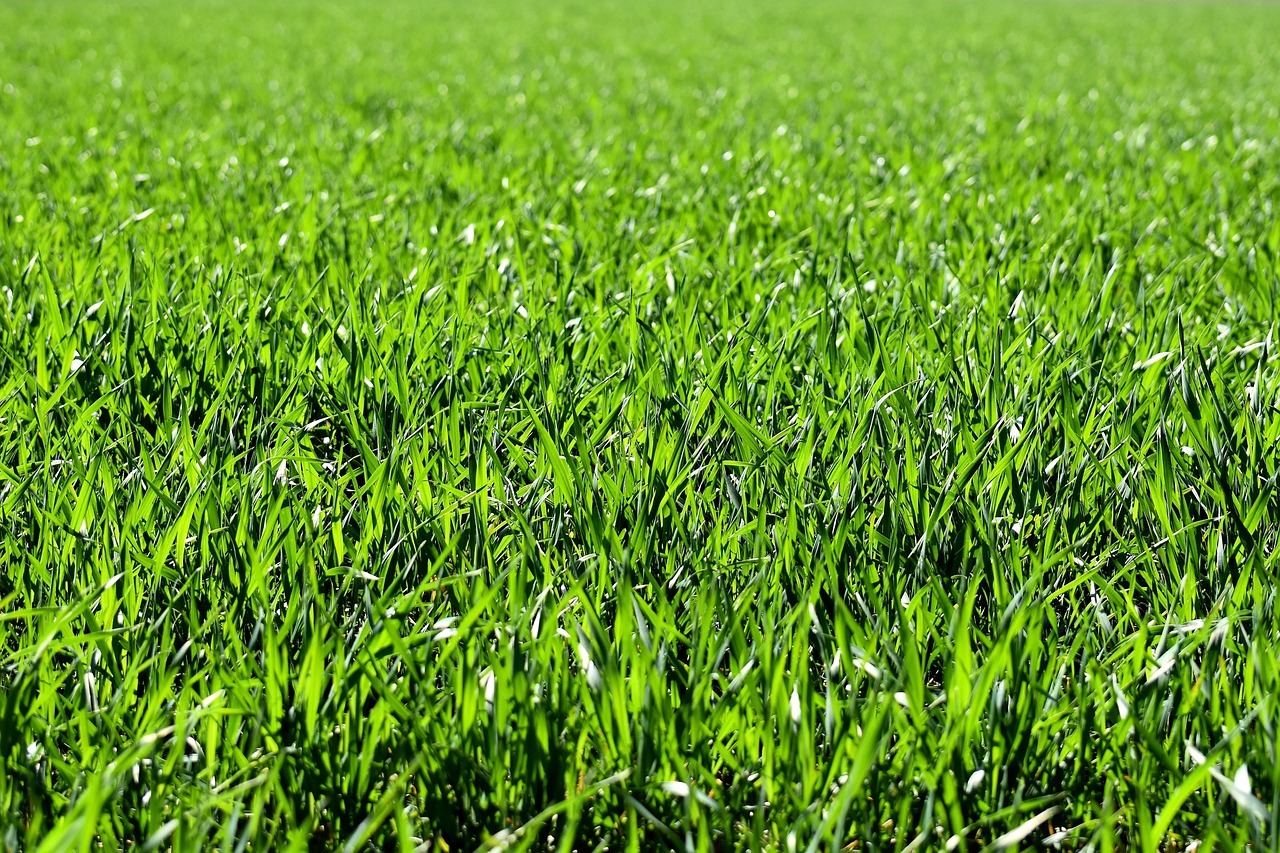 Picture of bright green grass fading off into the distance.