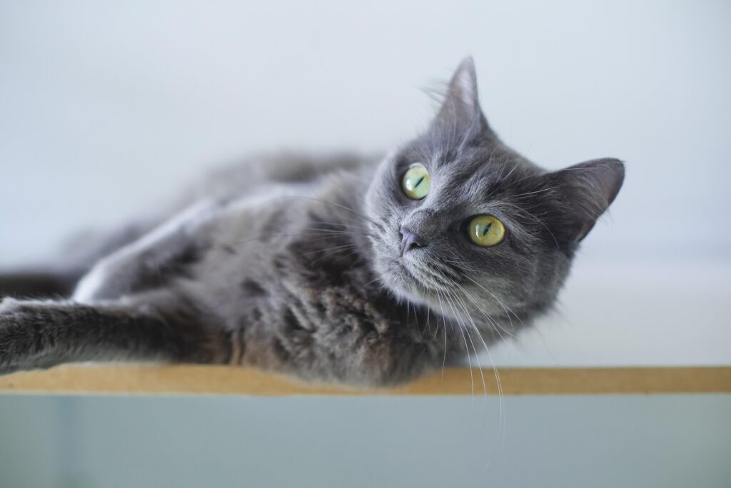 Close-up of a gray cat with striking yellow/green eyes lounging on the edge of a table.