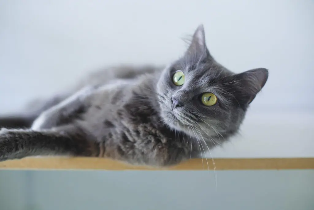 Close-up of a gray cat with striking yellow/green eyes lounging on the edge of a table.