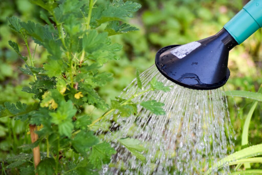 Closeup of the spout of a green watering pail with water coming out and foliage in the background.