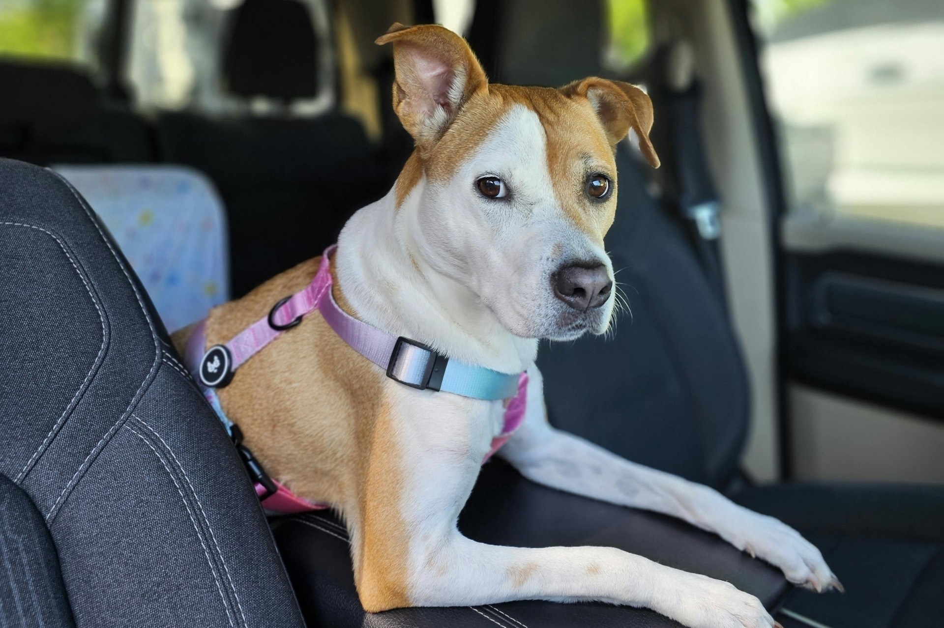 Dog Traveling | Top Dog Pet Sitter | Top Dog Pet Sitter A brown and white dog in a pink safety harness looks at the viewer from the inside of a car.