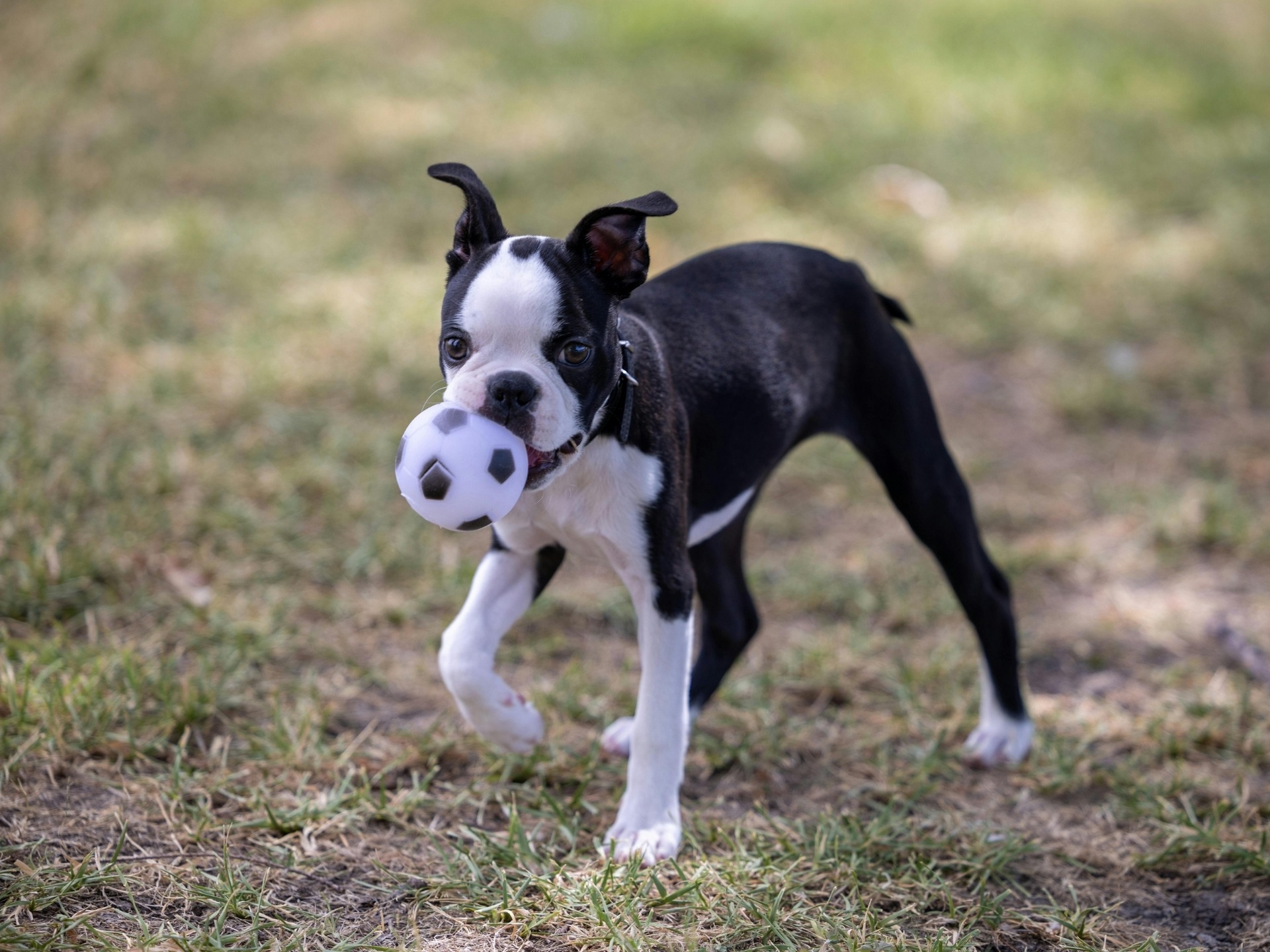 A black and white Boston Terrier is in the grass looking at the camera with a small soccer ball toy in it's mouth.