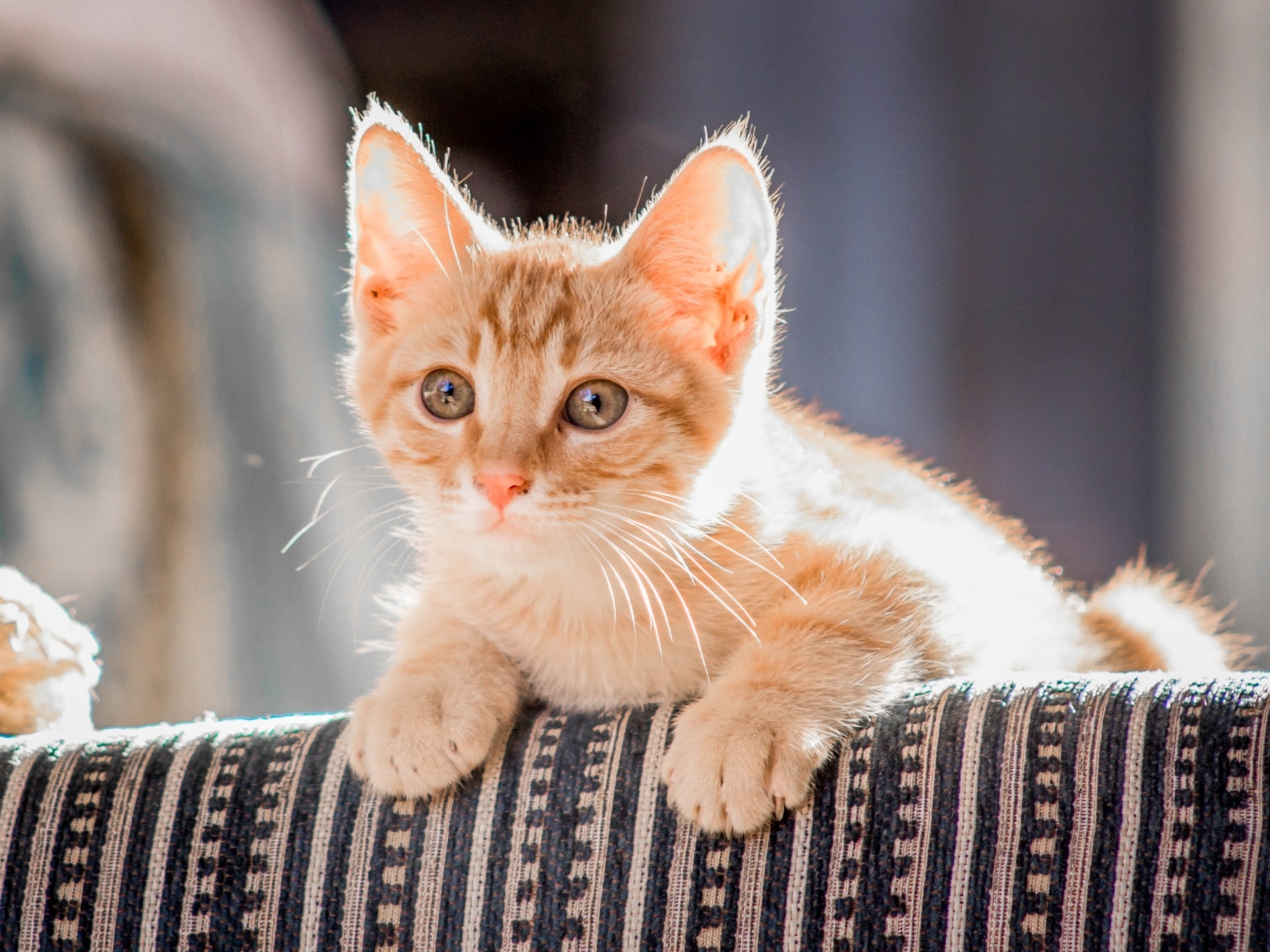 An adorable light orange kitten with fur glowing in the sunlight peeks over and rests it's paws on the top of a chair.