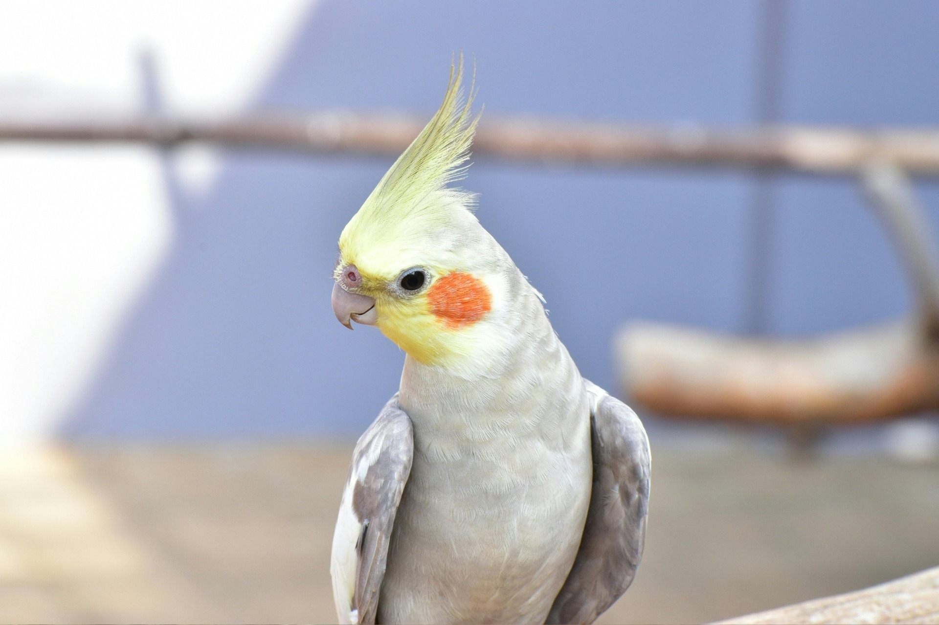 A white pet Cockatoo bird with yellow and orange makings on it's head is perched on a branch looking to his right.