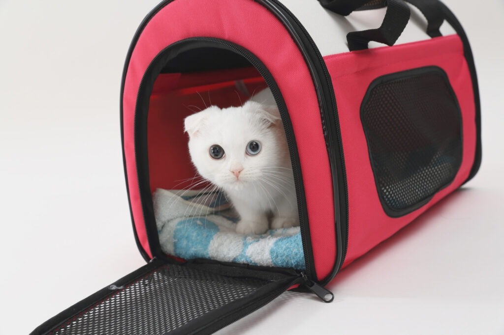Adorable young white cat looks at viewer from inside a red soft pet carrier.