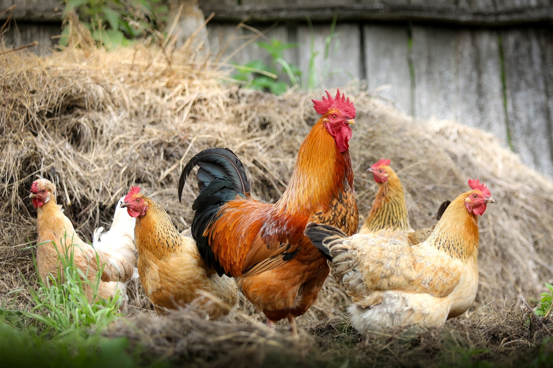 A group of chickens in a farm yard with hay in the background.