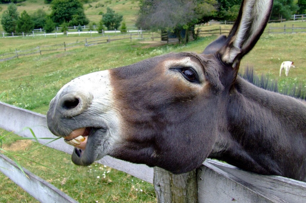 Close-up of donkey with head stretching out over a wooden fence chewing some blades of grass