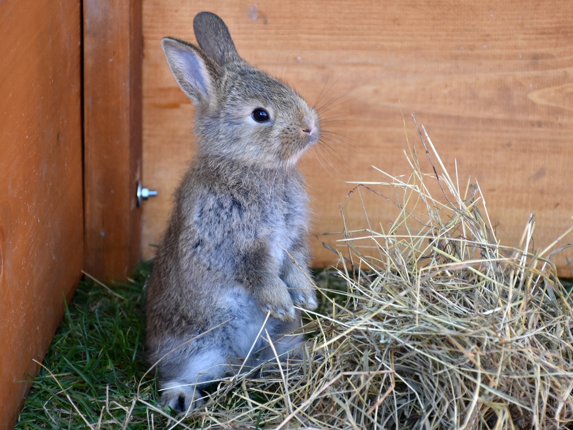 Small gray pet rabbit stands up inside his pen with hay.