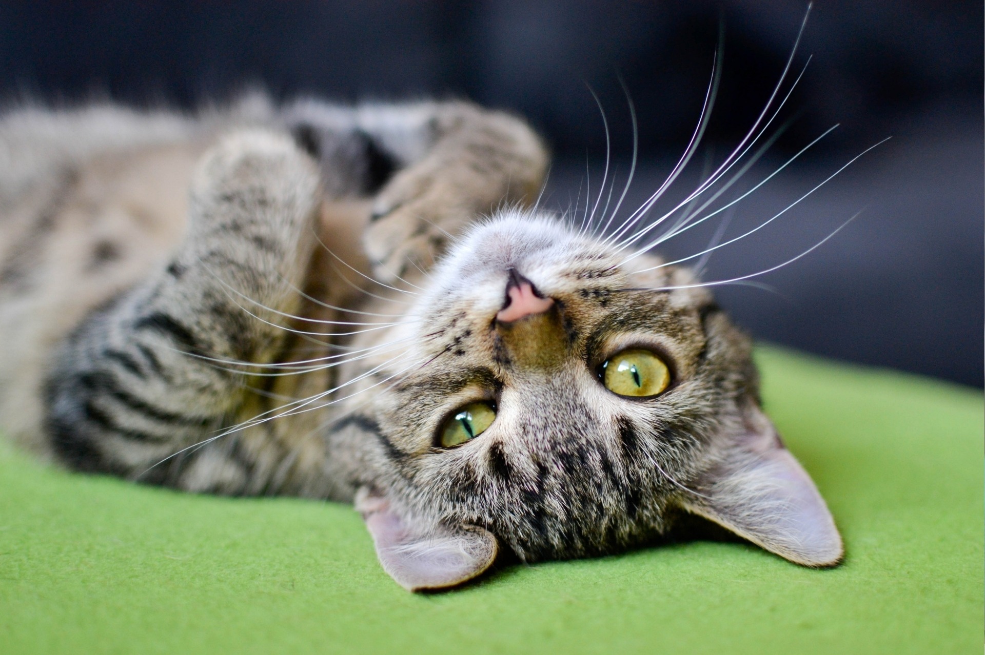 Upside Down Cat | Top Dog Pet Sitter | Top Dog Pet Sitter Playful gray tabby cat lying on it's back looking at you upside down.