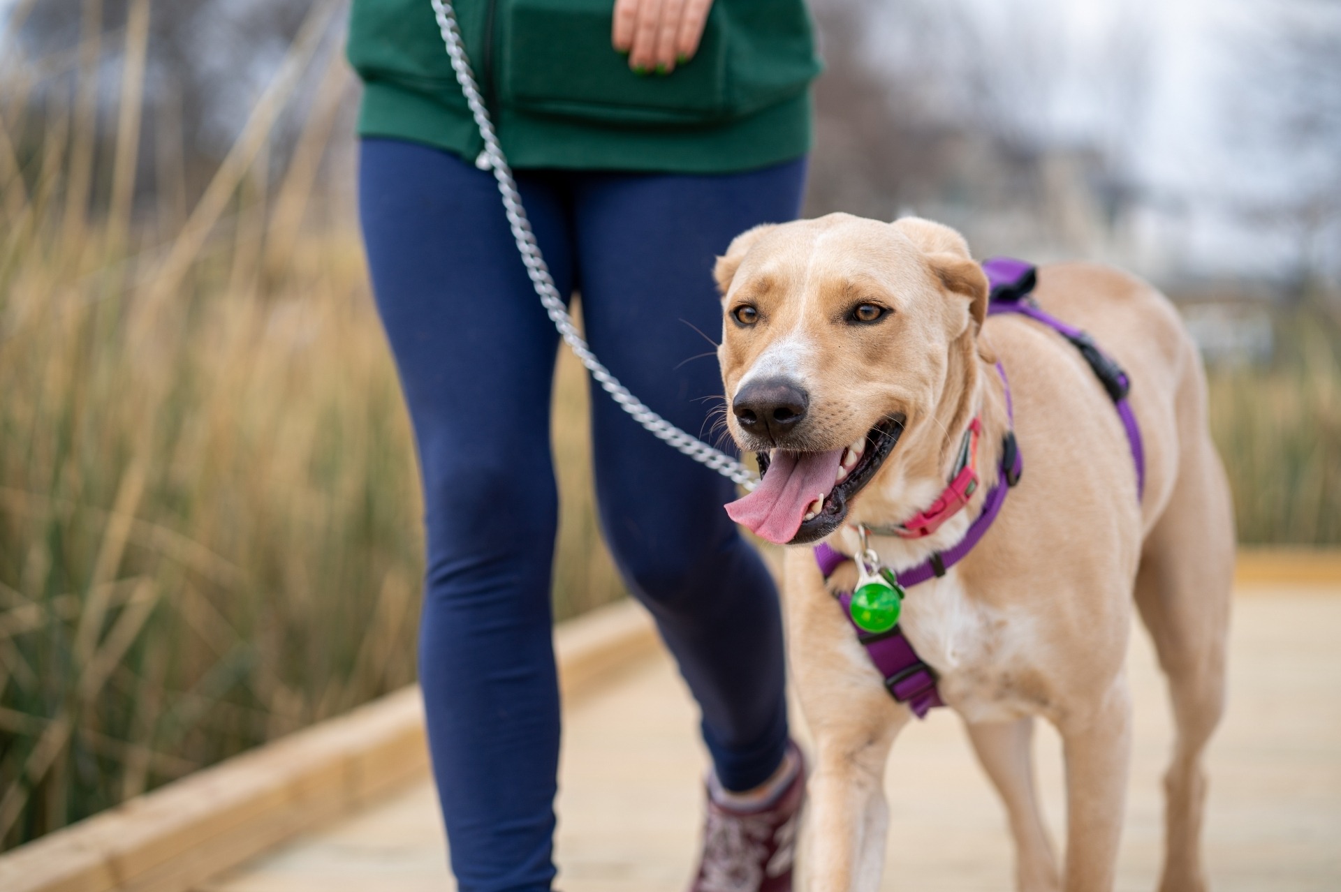 Dog Walking | Top Dog Pet Sitter | Top Dog Pet Sitter A handsome tan-colored dog is walked by a woman in blue yoga pants and green hoodie.