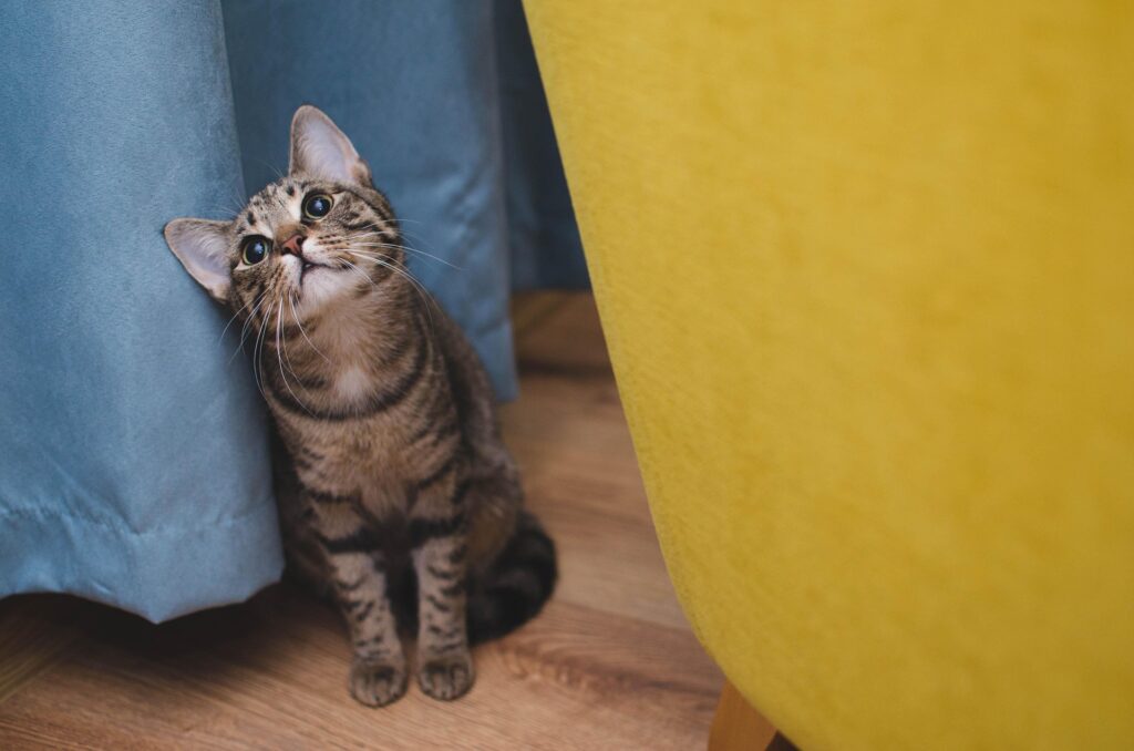 Cute kitten sitting in front of a blue curtain beside a yellow chair dreamily gazing up at something