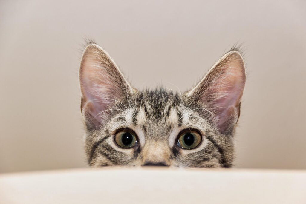 A gray striped tabby cat playfully peeks over the edge of a piece of furniture with only the top half it's face showing.