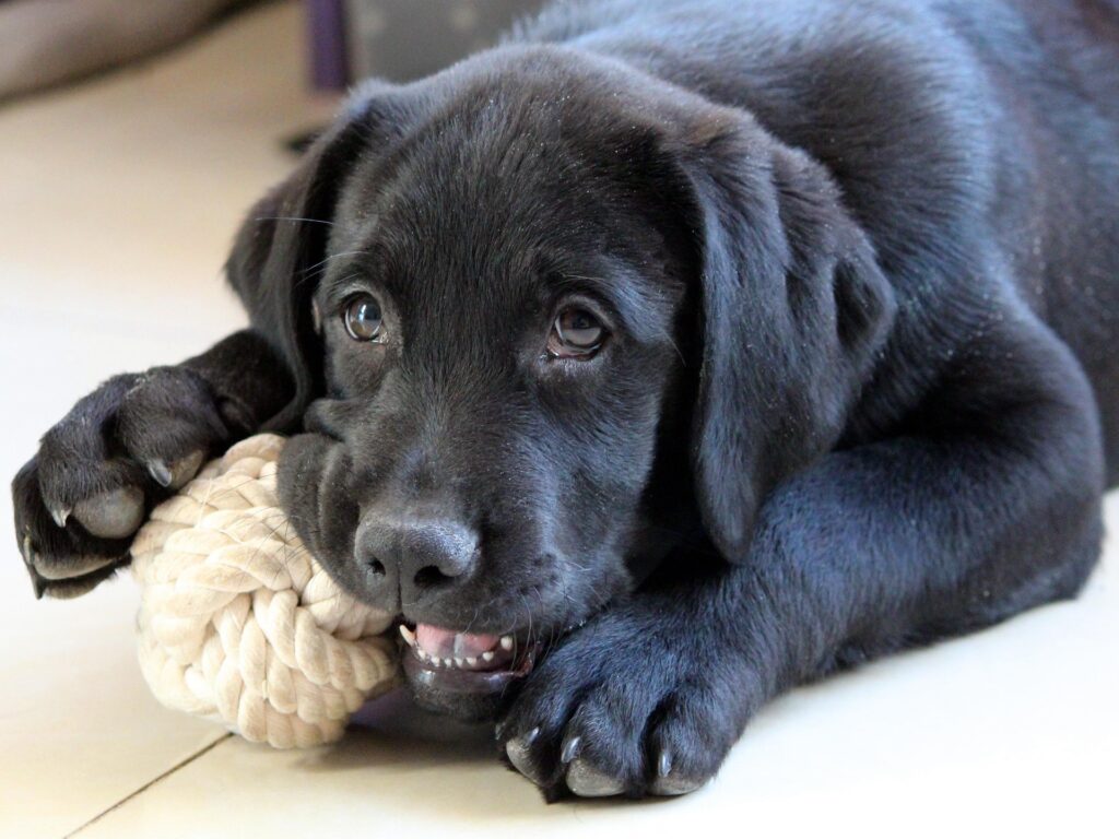 Close-up of a Black Lab puppy laying on the floor looking at the camera sweetly while it gnaws on a rope knot toy.