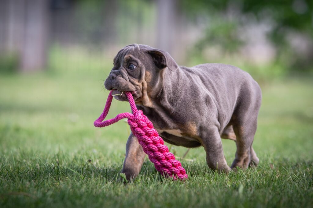 A young, dark gray Shar-Pei dog purposefully walks in the grass carrying a hot pink colored braided rope toy in it's mouth.