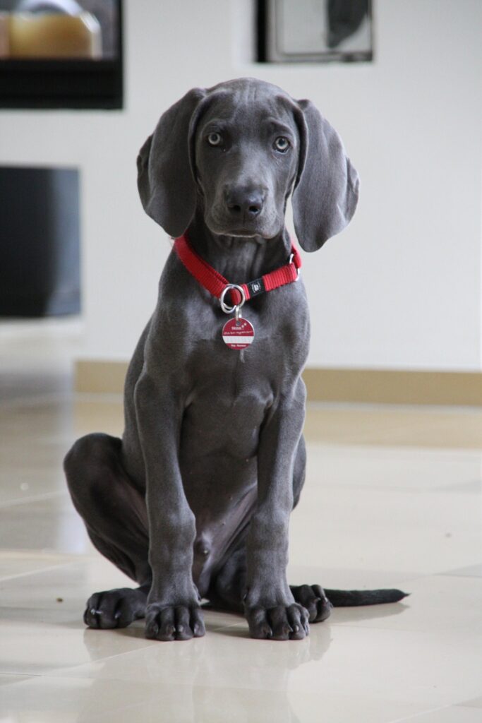A blue-gray Weimaraner dog with a red collar and tag sits upright on the floor looking at the viewer.