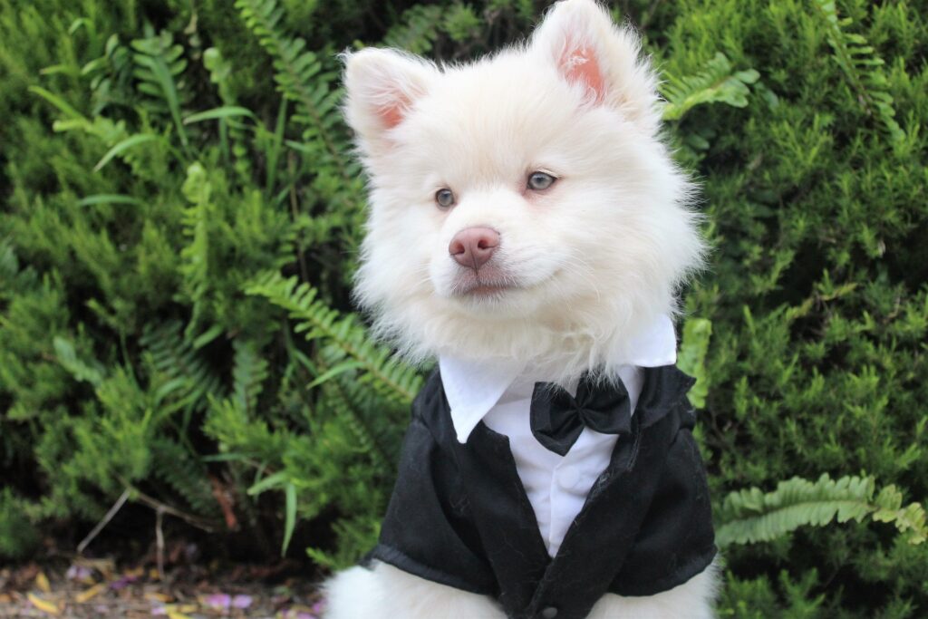 White dog in tuxedo with black bowtie sits outside.