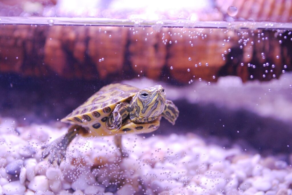 Turtle swimming in tank.